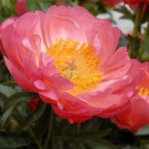 PIWONIA - CORAL SUNSET