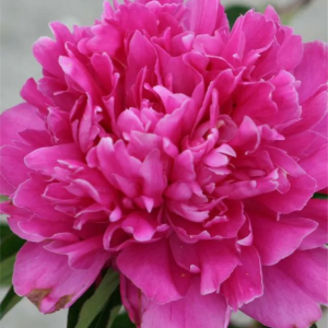 PIWONIA - GENERAL MACMAHON