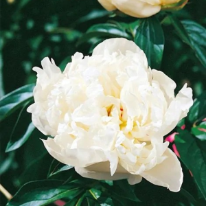 PIWONIA CHIŃSKA - IMMACULEE