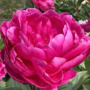 PIWONIA CHIŃSKA - JADWIGA