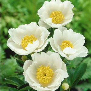 PIWONIA - JAN VAN LEEUWEN