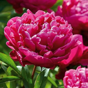 PIWONIA - KARL ROSENFIELD