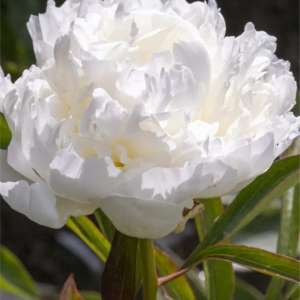 PIWONIA CHIŃSKA - MADAME CLAUDE TAIN