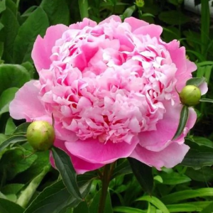 PIWONIA - MONSIEUR JULES ELIE