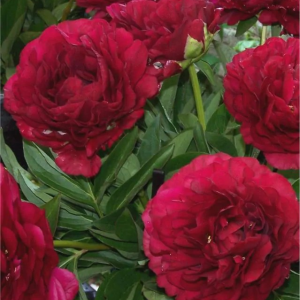 PIWONIA - OLD FAITHFUL