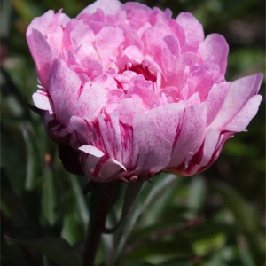 PIWONIA - PIETERTJE VRIEND