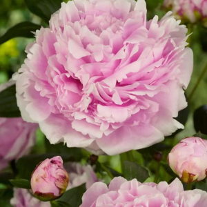 PIWONIA - SARAH BERNHARDT