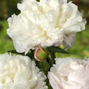 PIWONIA - SHIRLEY TEMPLE