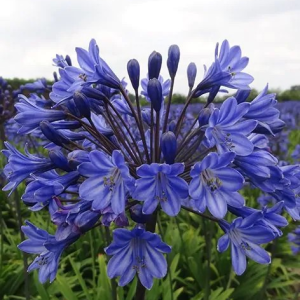 AGAPANT - INTERMEDIUS