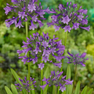 AGAPANT - POPPIN PURPLE