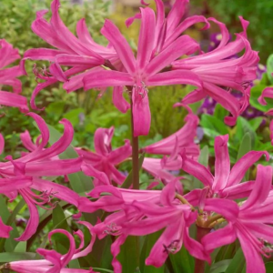 AMARINE BELLADIVA - ANASTASIA