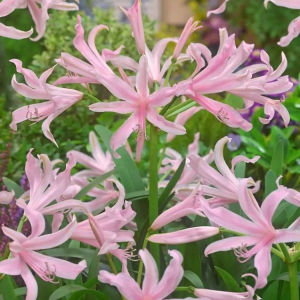 AMARINE BELLADIVA - EMANUELLE