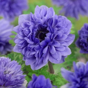 ZAWILEC - LORD LIEUTENANT ST BRIGID