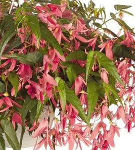 BEGONIA - BERTINII SAN FRANCISCO