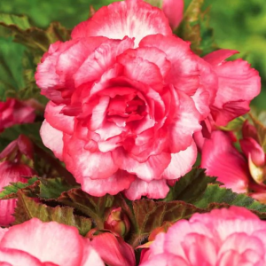 BEGONIA - BOUTON DE ROSE