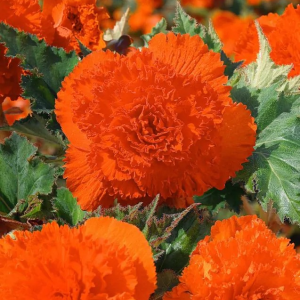BEGONIA STRZĘPIASTA - ORANGE