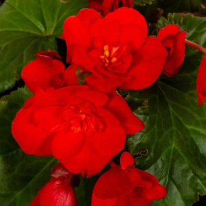 BEGONIA - PENDULA RED