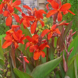 PACIORECZNIK - CRIMSON BEAUTY