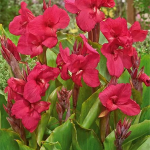 PACIORECZNIK - EMPIRE