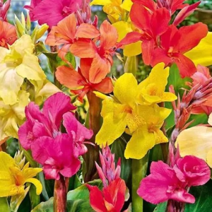 PACIORECZNIK - MIXED