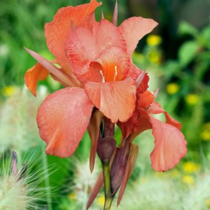 PACIORECZNIK - MRS. OKLAHOMA