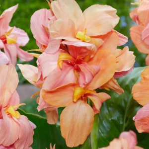 PACIORECZNIK - PEACH BLUSH