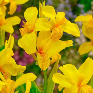 PACIORECZNIK - TROPICAL YELLOW