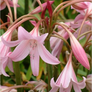 PONĘTLIN - POWELLII ROSEA