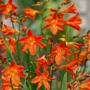 KROKOSMIA - CARMINE BRILLIANT