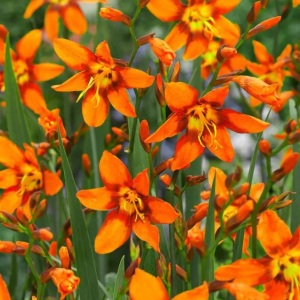 KROKOSMIA - EMILY MC KENZIE