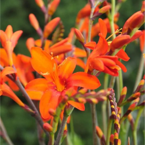 KROKOSMIA - MASONORUM ORANGE