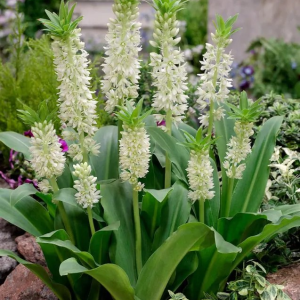 WARKOCZNICA - AUTUMNALIS WHITE