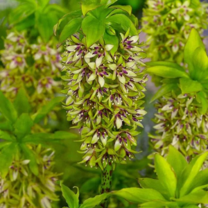 WARKOCZNICA - BICOLOR