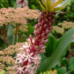 WARKOCZNICA - COMOSA