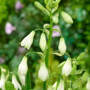 GALTONIA - CANDICANS