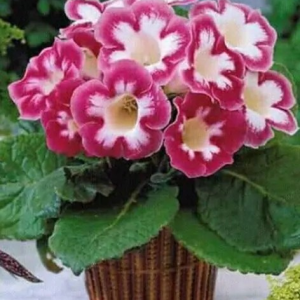 GLOKSYNIA - BLANCHE DE MERU