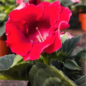 GLOKSYNIA - ETOILE DE FEU