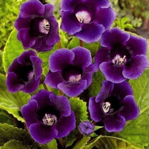 GLOKSYNIA - HOLLYWOOD