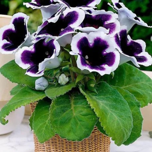 GLOKSYNIA - KAISER WILHELM