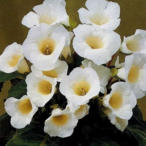 GLOKSYNIA - MONT BLANC