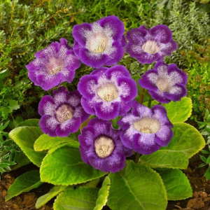 GLOKSYNIA - TIGRINA BLUE