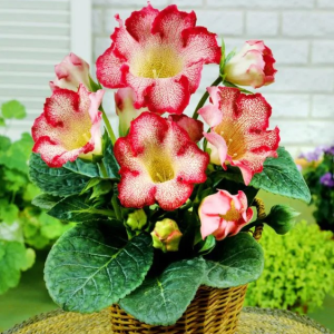 GLOKSYNIA - TIGRINA RED