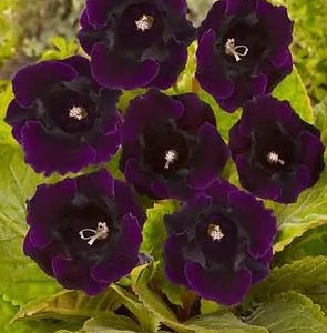 GLOKSYNIA - VIOLACEA