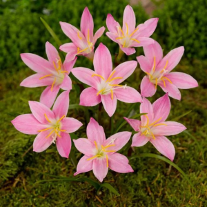 HABRANTHUS - ROBUSTUS