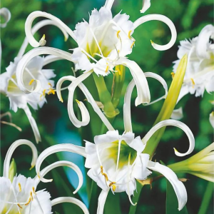 BŁONCZATKA - FESTALIS ZWANENBURG