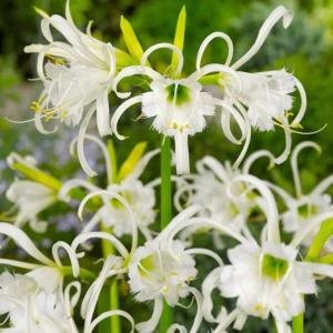 BŁONCZATKA - ISMENE FESTALIS