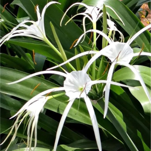 BŁONCZATKA - LONGIPETALA