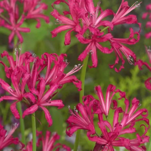 NERINA BOWDENA - ISABEL