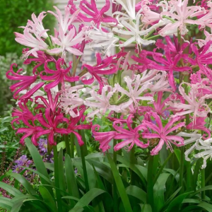 NERINA BOWDENA - MIXED