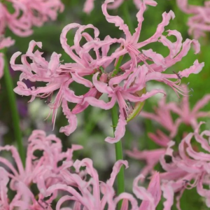 NERINA BOWDENA - FLUGEL